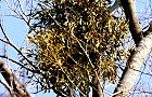 140107-yadorigi4.jpg(8748 byte)