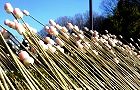 紅白のまゆ玉団子。'14.01.12.