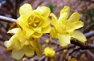 140124-sosinrobai.jpg(7557 byte)