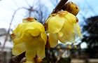 140124-sosinrobai5.jpg(4703 byte)