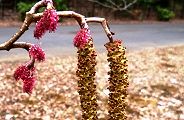 140307-hannoki.jpg(9715 byte)