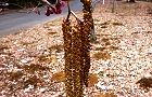 140307-hannoki2.jpg(7503 byte)