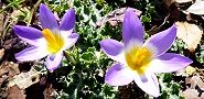 140307-kurokasu.jpg(9980 byte)