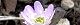 140309-yukiwariso-s.jpg(1643 byte)