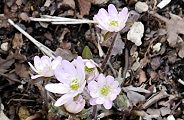 140309-yukiwariso.jpg(10999 byte)