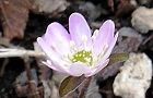140309-yukiwariso2.jpg(5008 byte)