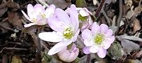 140309-yukiwariso3.jpg(8313 byte)