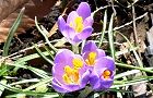 140311-kurokasu.jpg(7911 byte)