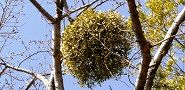 140323-yadori-toritu.jpg(9606 byte)