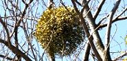 140323-yadori-toritu2.jpg(10045 byte)