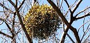 140323-yadori-toritu3.jpg(10997 byte)
