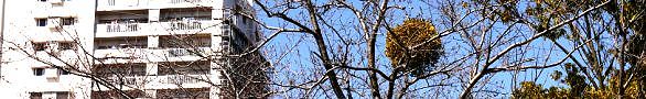 140323-yadorigi.jpg(30036 byte)