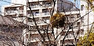 140323-yadorigi2.jpg(10868 byte)