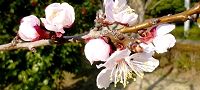 140325-anzu2.jpg(8331 byte)