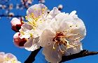140325-anzu3.jpg(5289 byte)