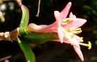 140325-uguisukagura.jpg(4506 byte)
