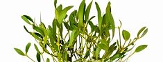 yadorigi-irasuto.jpg(7983 byte)