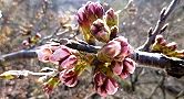 140328-someiyosino.jpg(7782 byte)