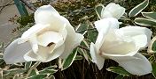 140329-hakumokuren.jpg(7110 byte)