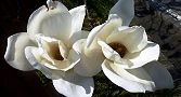 140329-hakumokuren2.jpg(5795 byte)