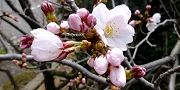 140329-somei.jpg(7526 byte)