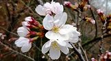 140329-somei2.jpg(6655 byte)