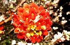 140331-mitumata.jpg(7391 byte)