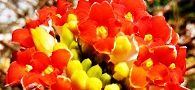 140331-mitumata2.jpg(7937 byte)