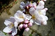 140331-sakura.jpg(8684 byte)