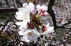 140331-sakura2.jpg(7495 byte)