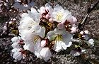 140331-sakura3.jpg(7249 byte)
