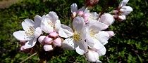 140331-sakura4.jpg(8591 byte)