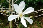 140401-kobusi2.jpg(6466 byte)