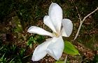 140401-kobusi3.jpg(5578 byte)