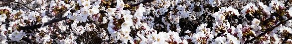 140401-miharasi.jpg(31967 byte)