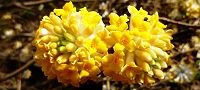 140401-mitumata.jpg(8035 byte)