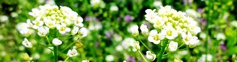 140402-benpengusa2.jpg(12302 byte)