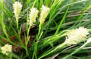 140402-kesuge.jpg(10514 byte)