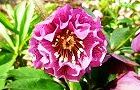 140404-curisumasu.jpg(7214 byte)
