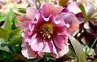 140404-curisumasu2.jpg(6209 byte)