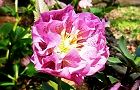140404-curisumasu3.jpg(7135 byte)