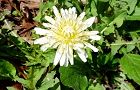 140404-tanpopo.jpg(7062 byte)