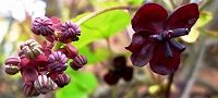 140405-akebi.jpg(6792 byte)