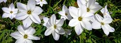 140405-hananira2.jpg(10381 byte)