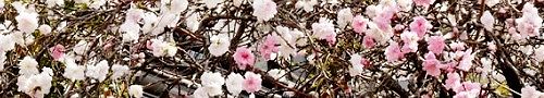 140406-momo.jpg(26401 byte)