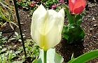 140404-cyurippu.jpg(6958 byte)