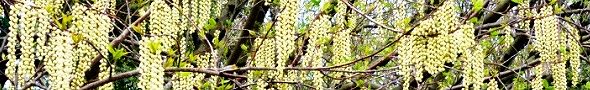 140404-gibusi.jpg(32306 byte)