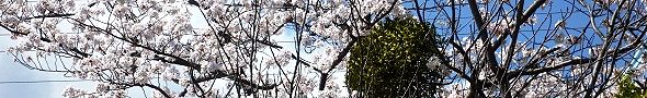140405-yadorigi.jpg(32790 byte)