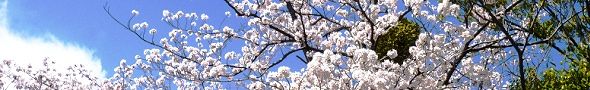 140405-yadorigi2.jpg(25644 byte)