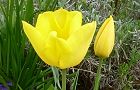 140410-cyurippu.jpg(5808 byte)